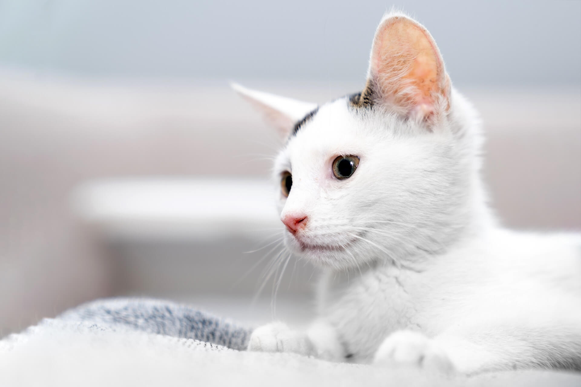Full-service animal hospital In Roanoke, VA