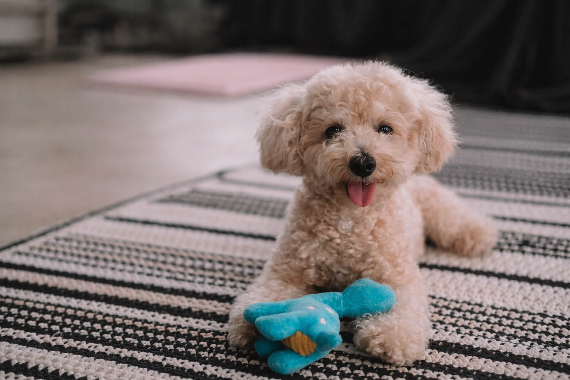 Comprehensive veterinary care services In Roanoke, VA