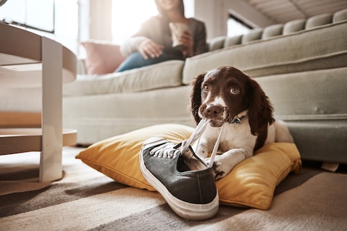 pet chewing on a shoe 
