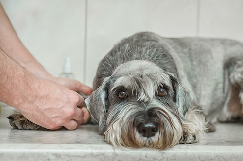 dog getting blood drawn at the vet