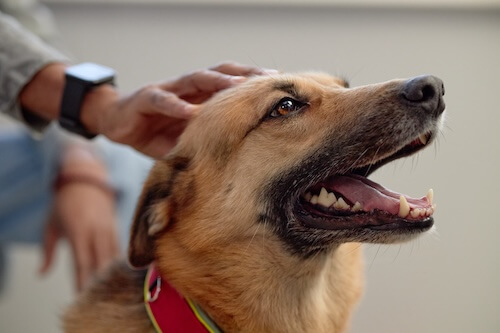 dog getting his he'd scratched at the vet