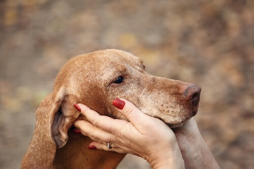 old dog with owner