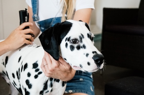 laser therapy for pets