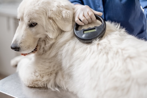 dog getting his microchip checked