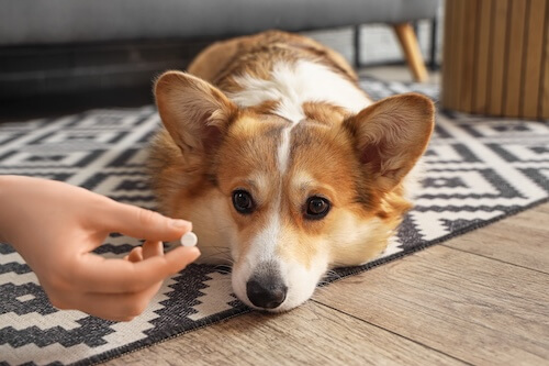 dog waiting for his parasite tablets for prevention 