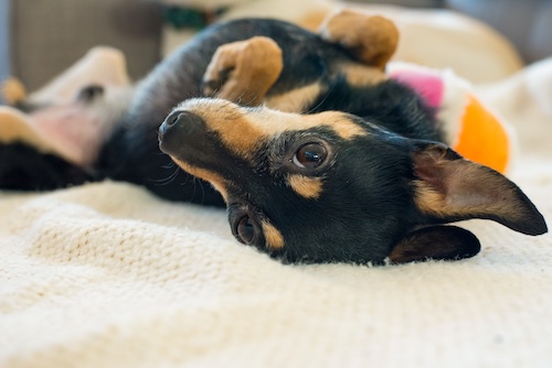 dog laying on his back staring at the camera